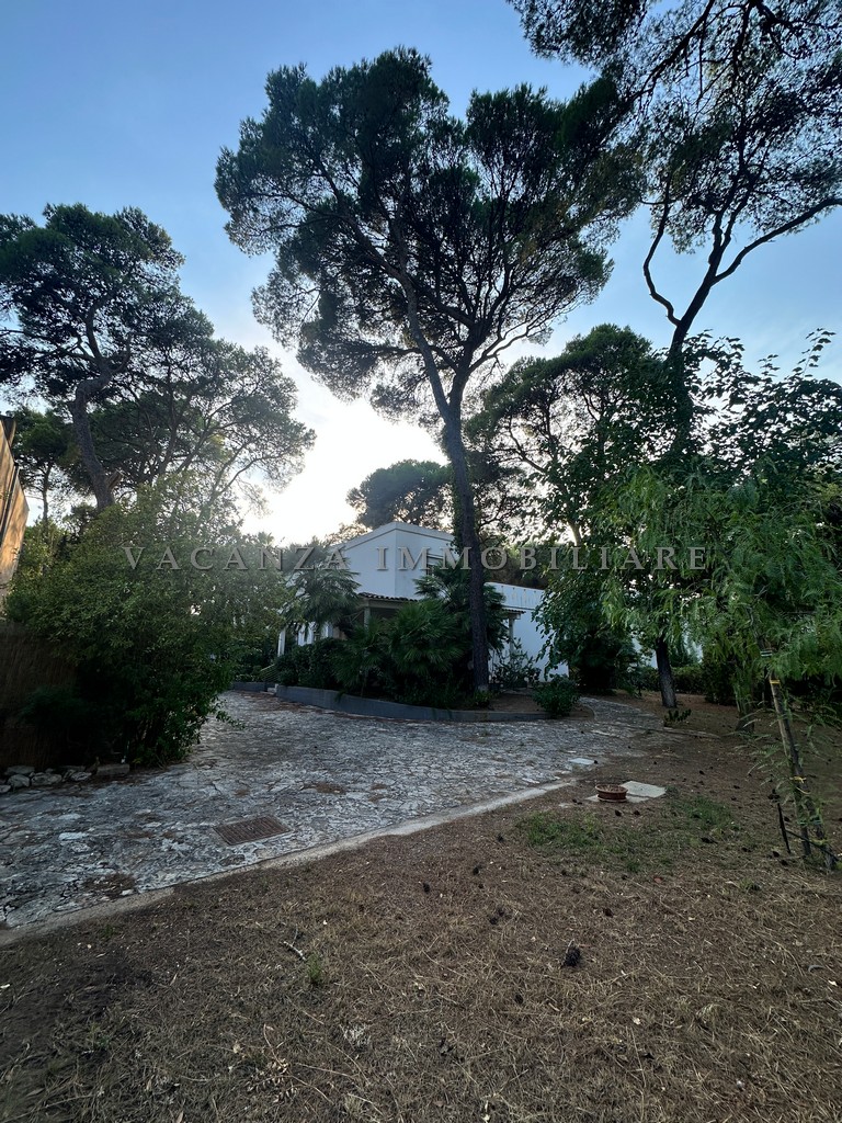 video image